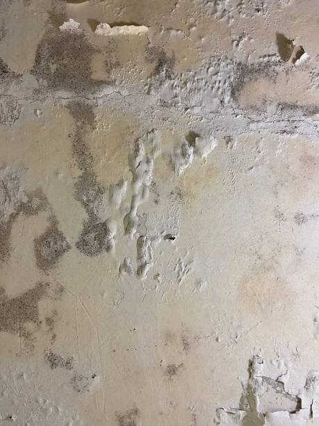 Professional Mold Remediation in Tucker, GA